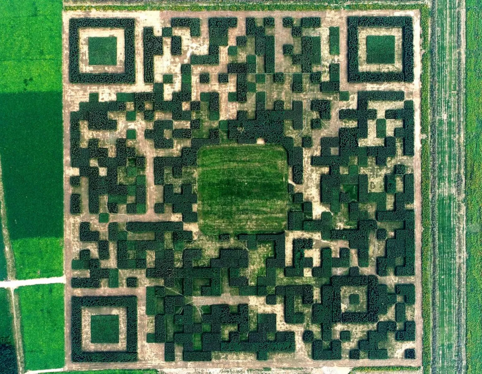 Foto di un gigantesco QR code composto da 130.000 alberi, visibile dall’alto nel villaggio di Xilinshui in Cina.